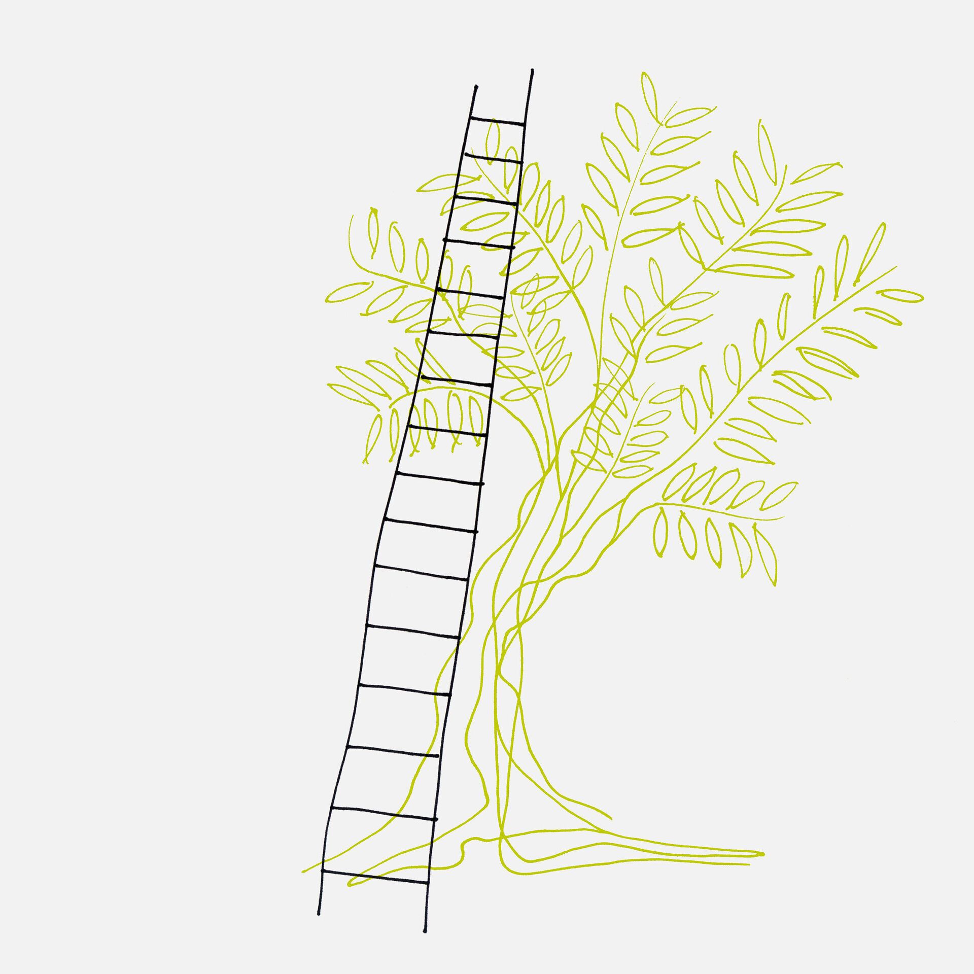 Disegno a penna raffigurante l&amp;#39;albero di ulivo e la scala utilizzata per la raccolta