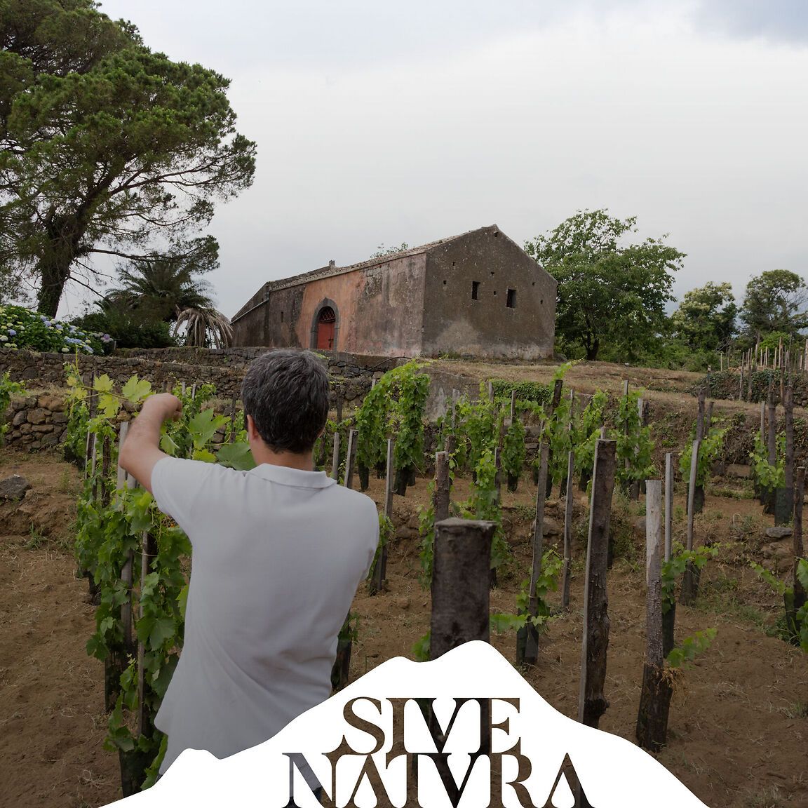 Logo per l’azienda vinicola Sive Natura