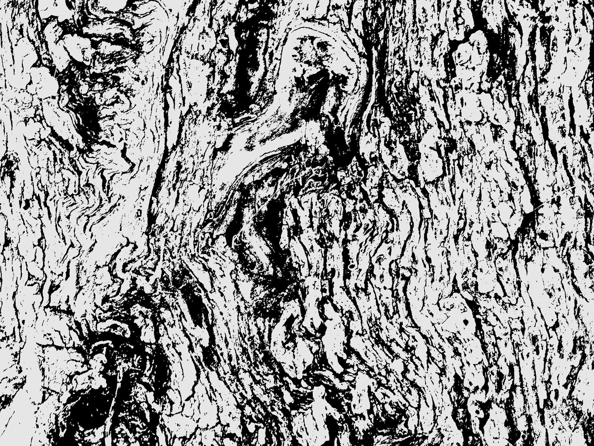 Corteccia d&amp;#39;albero di ulivo